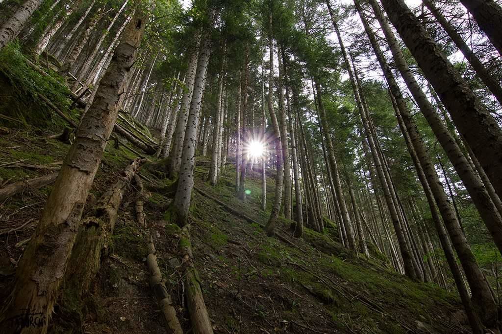 Les forêts de Wonderland