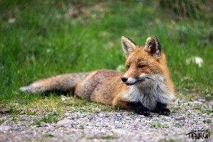 Le renard de Moulinet