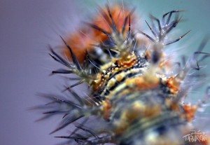 Macro d'une chenille © Jérémy Taburchi