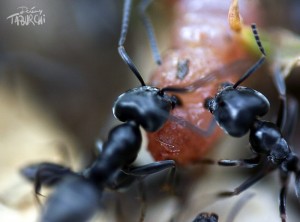 Macro de fourmis © Jérémy Taburchi