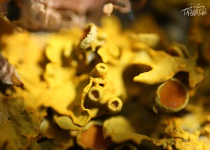 Macro de lichen © Jérémy Taburchi