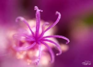 Macro photo d'un pistil de fleur © Jérémy Taburchi