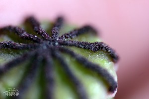 Macro d'un coquelicot © Jérémy Taburchi