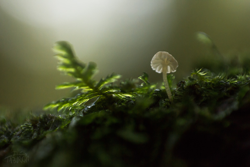 Macrophotographie d'un champignon dont le chapeau fait 2 millimètres.