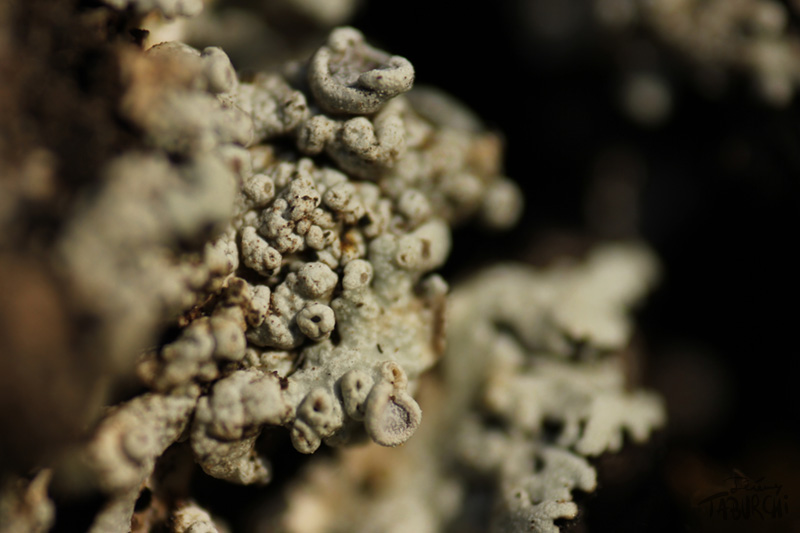 Macrophotographie d'un lichen prise près de Sospel