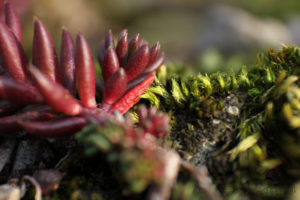 Un plante grasse rampante aux côtés d'un brin de mousse