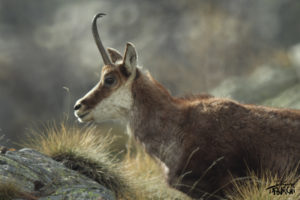 Photo animalière © Jérémy Taburchi