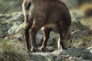 Photo animalière © Jérémy Taburchi