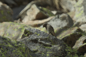 Photo animalière © Jérémy Taburchi