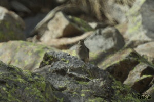 Photo animalière © Jérémy Taburchi