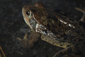 Photo animalière © Jérémy Taburchi