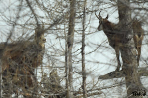 Photo animalière © Jérémy Taburchi