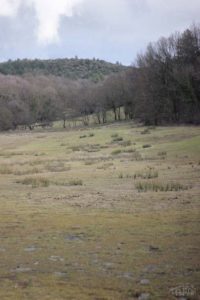 Une prairie